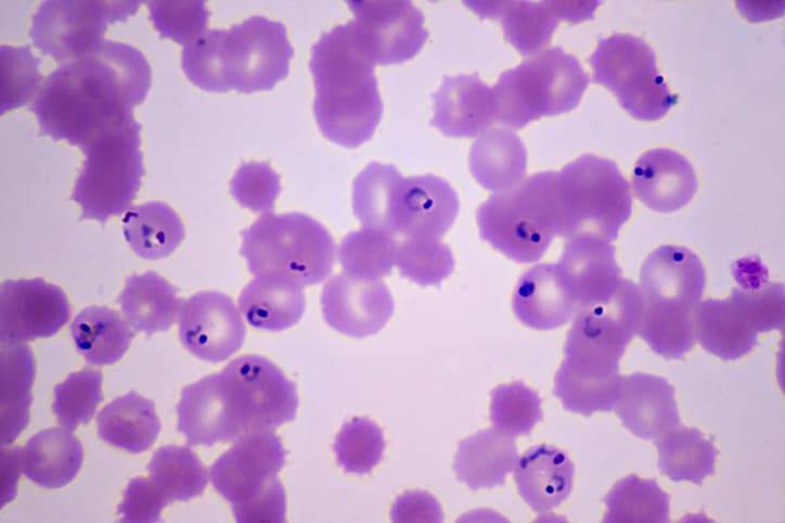 Research collaboration